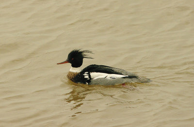 RED-BREASTED MERGANSER . THE EXE ESTUARY . EXMOUTH . DEVON . ENGLAND . 27 . 2 . 2016