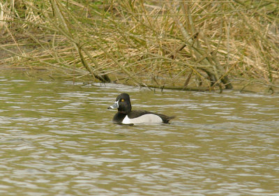 RING-NECKED DUCK ( Male ) . CLATWORTHY RESERVOIR . SOMERSET . ENGLAND . 27 . 2 . 2015