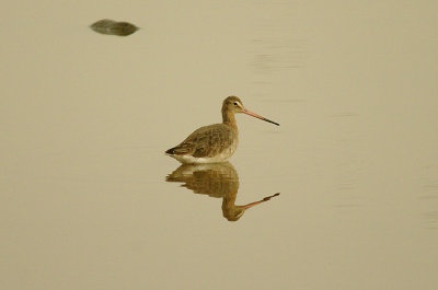 BLACK-TAILED GODWIT . BOWLING GREEN MARSH . TOPSHAM . DEVON . 29 . 2 . 2016