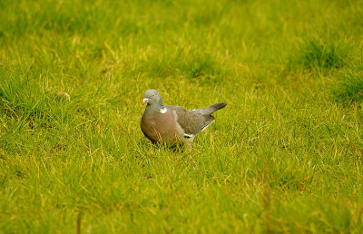 WOOD PIGEON . BOWLING GREEN MARSH . TOPSHAM . DEVON . 29 . 2 . 2016