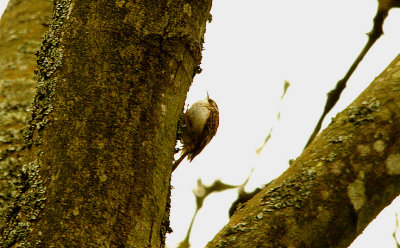 TREECREEPER , RIVERSMEET HOUSE , TOPSHAM , DEVON , ENGLAND . 29 , 2 , 2016