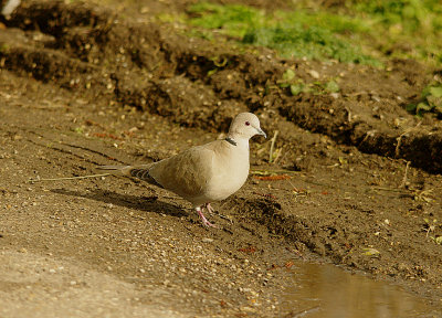Eurasian Collared-Dove . Streptopelia decaocto