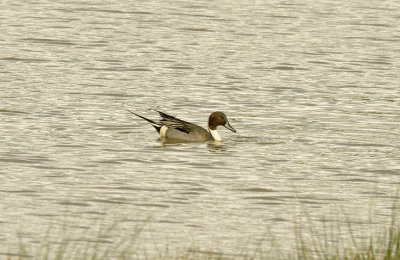 PINTAIL . BOWLING GREEN MARSH . TOPSHAM . DEVON . ENGLAND . 4 . 3 . 2016