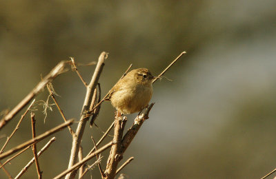 WREN . BOWLING GREEN MARSH . TOPSHAM . DEVON . 4 . 3 . 2016