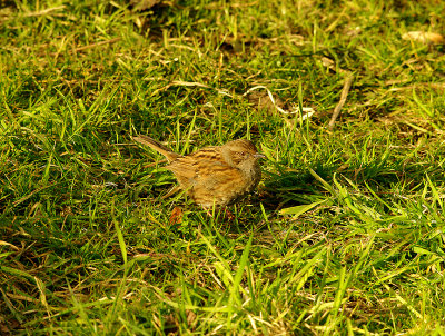 DUNNOCK ( Prunella modularis ) . BOWLING GREEN MARSH . TOPSHAM . DEVON . 4 . 3 . 2016