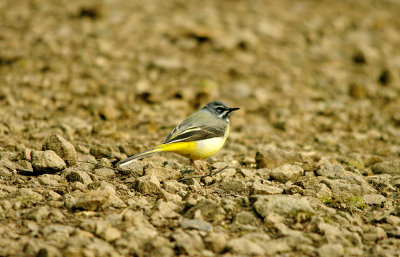 GREY WAGTAIL , STEPS BRIDGE , DEVON , 10 , 3 , 2016