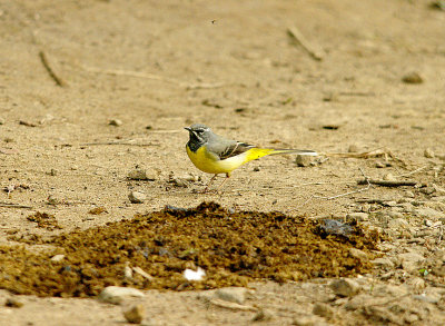 GREY WAGTAIL . STEPS BRIDGE . DEVON . 10 . 3 . 2016