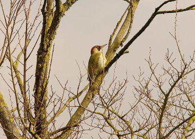 GREEN WOODPECKER , THE CEMETERY GRONDS , TOPSHAM , DEVON , 11 , 3 , 2016