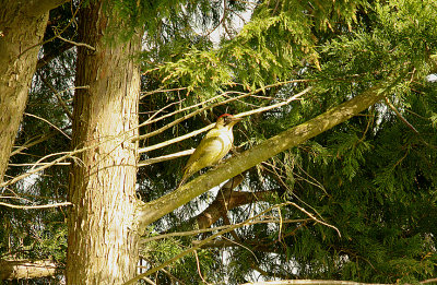 GREEN WOODPECKER . THE CEMETERY GROUNDS . TOPSHAM . DEVON . 11 . 3 . 2016