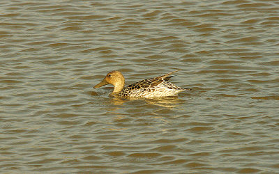 PINTAIL ( Female ) . BOWLING GREEN MARSH . TOPSHAM . DEVON . ENGLAND . 14 . 3 . 2016