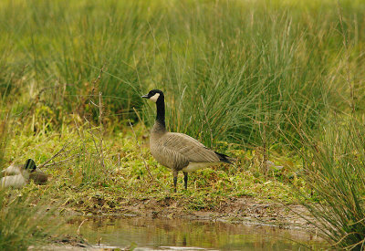 RIDGEWAYS CACKLING GOOSE , THE MATFORD MARSHES , EXETER , DEVON , ENGLAND . 20 , 3 , 2016