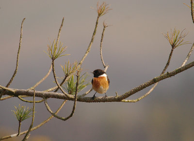 COMMON STONECHAT . AYLESBEARE COMMON . DEVON . 23 . 3 . 2016