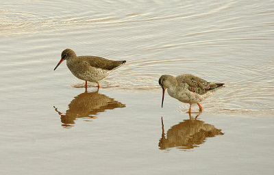 COMMON REDSHANK & SPOTTED REDSHANK . GOOSEMOOR . TOPSHAM . DEVON . 30 . 3 . 2016