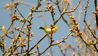 WILLOW WARBLER . THE EXMINSTER MARSHES . DEVON . 5 . 4 . 2016