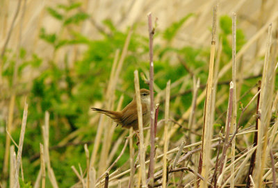 CETTI`S WARBLER . THE EXMINSTER MARSHES . DEVON . 9 . 4 . 2016