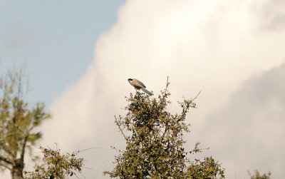 AZURE-WINGED MAGPIE . SIERRA DE GRIEDOS GUADARRAMA . SPAIN . 13 . 4 . 2016