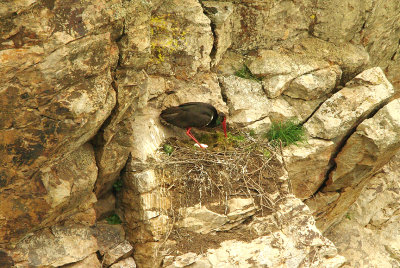 BLACK STORK . THE RIVER TAGUS . MONTFRAGUE . SPAIN . 15 . 4 . 2016