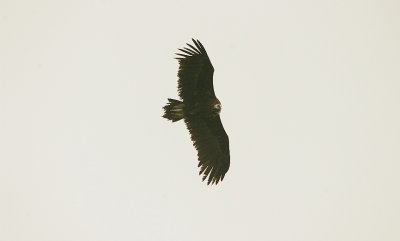 BLACK VULTURE , MONFRAGUE CASTLE , SPAIN , 15 , 4 , 2016