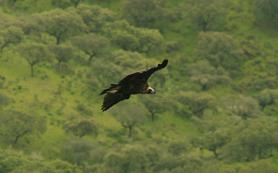 BLACK VULTURE , MONFRAGUE CASTLE , SPAIN , 15 , 4 , 2016