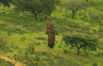 BLACK VULTURE . MONFRAGUE CASTLE . SPAIN . 15 . 4 . 2016