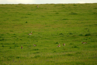 GREAT BUSTARD . THE CACERES PLAINS . SPAIN . 17 . 4 . 2016