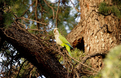 Monk Parakeet - Myiopsitta monachus