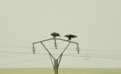 SPANISH IMPERIAL EAGLE ( Female & Male ) , THE CASARAS PLAINS , SPAIN , 14 , 4 , 2016