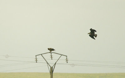 SPANISH IMPERIAL EAGLE ( Female & Male ) , THE CASARAS PLAINS , SPAIN , 14 , 4 , 2016