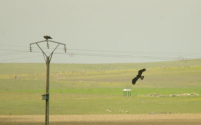 SPANISH IMPERIAL EAGLE ( Female & Male ) . THE CASARAS PLAINS . SPAIN . 14 . 4 . 2016