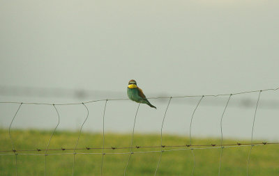 BEE-EATER , THE TRUJILLO PLAINS , SPAIN , 14 , 4 , 2016