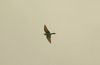 BEE-EATER . ALCANTARA - ARROYA DE LA LUZ . SPAIN . 17 . 4 . 2016