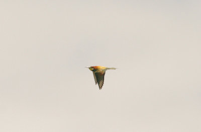 BEE-EATER . THE RIVER ERGES . PORTUGUL . 18 . 4 . 2016