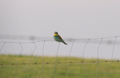 BEE-EATER . THE TRUJILLO PLAINS . SPAIN . 14 . 4 . 2016