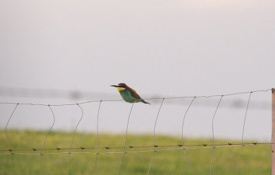 BEE-EATER . THE TRUJILLO PLAINS . SPAIN . 14 . 4 . 2016