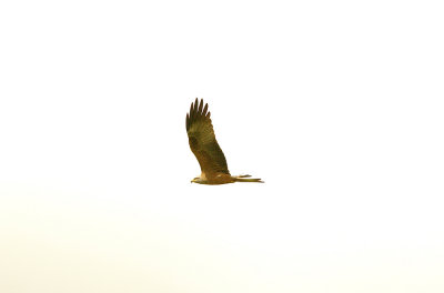 RED KITE , ALCANTARA RESERVOIR , SPAIN , 14 , 4 , 2016