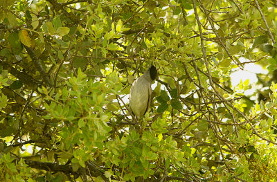 BLACKCAP . ALCANTARA - ARROYA DE LA LUZ . SPAIN . 17 . 4 . 2016