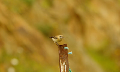 BLACK-EARED WHEATEAR ( Female ) , THE TAJO INTERNATIONAL PARK , SPAIN , 16 , 4 , 2016