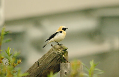 BLACK-EARED WHEATEAR ( Male ) . THE TAJO INTERNATIONAL PARK . SPAIN . 16 . 4 . 2016