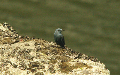 BLUE-ROCK THRUSH . THE RIVER TAGUS . MONTFRAGUE . SPAIN . 15 . 4 . 2016