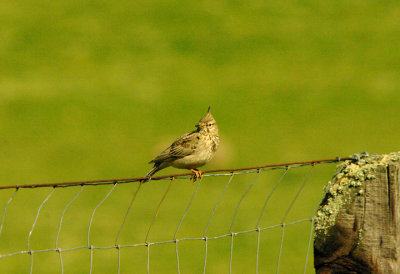 CRESTED LARK , THE TRUJILLO PLAINS , SPAIN , 14 , 4 , 2016