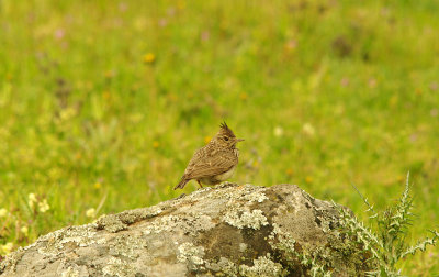 CRESTED LARK . ALCANTARA - MONFRAGUE . SPAIN . 15 . 4 . 2016