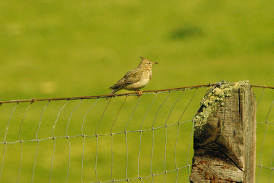 CRESTED LARK . THE TRUJILLO PLAINS . SPAIN . 14 . 4 . 2016