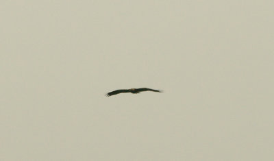 GOLDEN EAGLE . THE TAJO NATIONAL PARK . SPAIN . 16 . 4 . 2016