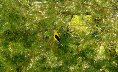 GOLDEN ORIOLE , ALCANTARA , SPAIN , 18 , 4 , 2016