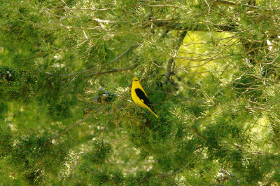 GOLDEN ORIOLE . ALCANTARA . SPAIN . 18 . 4 . 2016