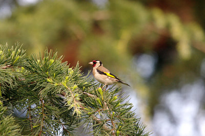 GOLDFINCH . MADRID . SPAIN . 13 . 4 . 2016