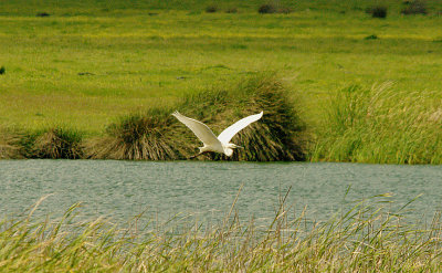 GREAT WHITE EGRET . ARRACOMPO . SPAIN . 13 . 4 . 2016
