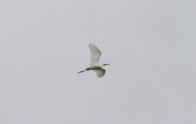 GREAT WHITE EGRET . ARROCAMPO . SPAIN . 19 . 4 . 2016