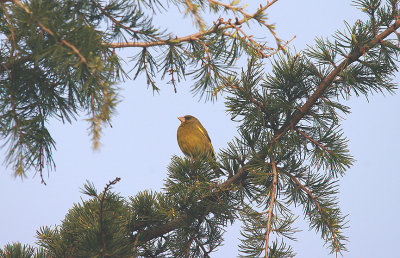 GREENFINCH . MADRID . SPAIN . 13 . 4 . 2016