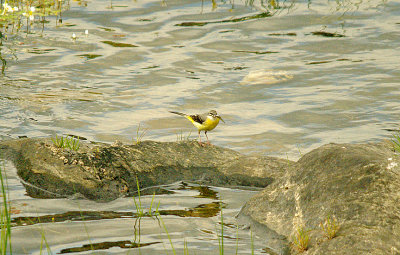 GREY WAGTAIL . THE TRUJILLO PLAINS . SPAIN . 14 . 4 . 2016